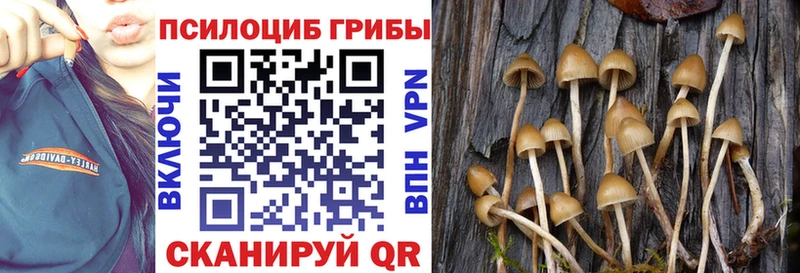 Галлюциногенные грибы Cubensis закладки Серафимович